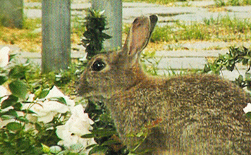 4677621_Wildtiere